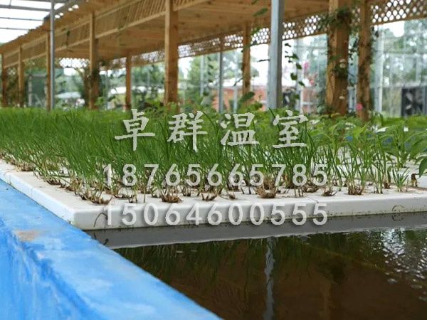 湖北黃岡魚菜共生